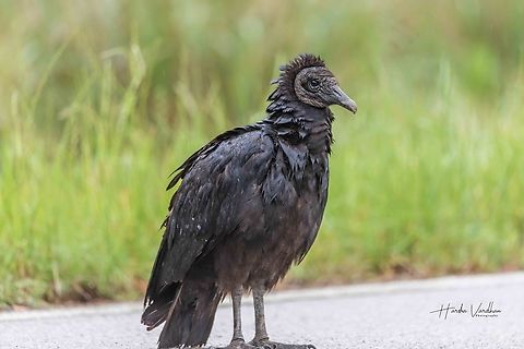 The black vulture is common throughout all of Alabama.  Black vulture,Coragyps atratus,Geotagged,United States,Winter