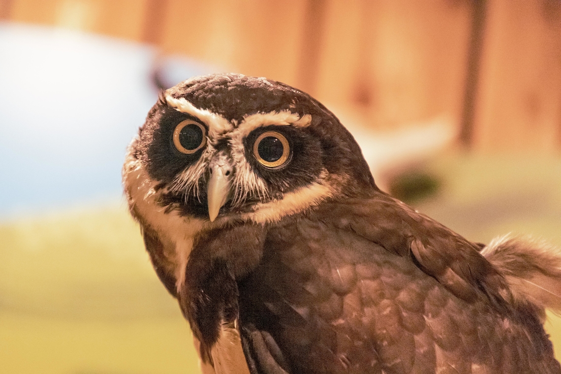 The spectacled owl (Pulsatrix perspicillata)  Geotagged,Pulsatrix perspicillata,Spectacled Owl,United States,Winter