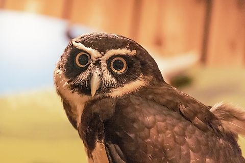 The spectacled owl (Pulsatrix perspicillata)  Geotagged,Pulsatrix perspicillata,Spectacled Owl,United States,Winter