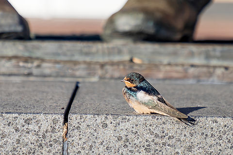 waiting  Barn Swallow,Geotagged,Hirundo rustica,Spring,United States