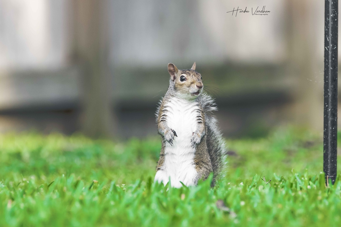 Hello! How is your weekend going?  Eastern gray squirrel,Geotagged,Sciurus carolinensis,Spring,United States