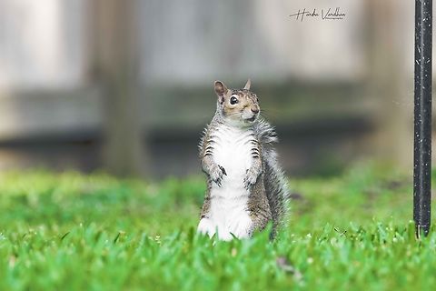 Hello! How is your weekend going?  Eastern gray squirrel,Geotagged,Sciurus carolinensis,Spring,United States