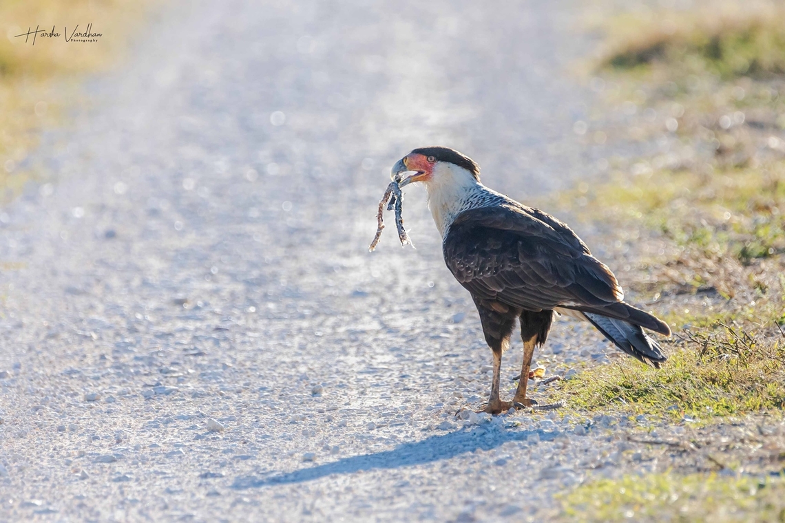 bird of prey - Mexican eagle - Crested Caracara - Caracara plancus  Caracara plancus,Geotagged,Southern Crested Caracara,United States