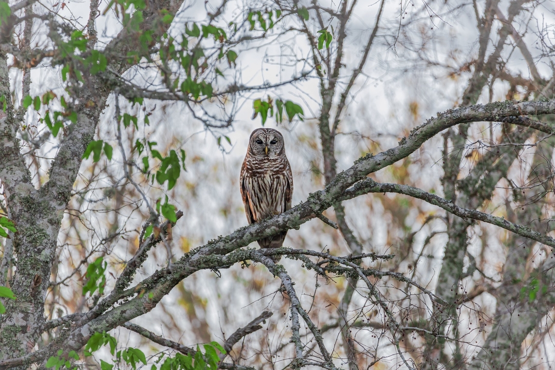 barred owl, also known as the northern barred owl, striped owl,  Barred Owl,Geotagged,Strix varia,United States