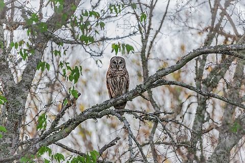 barred owl, also known as the northern barred owl, striped owl,  Barred Owl,Geotagged,Strix varia,United States