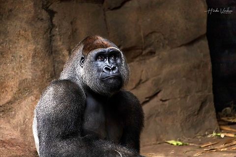 Gorilla  Fall,Geotagged,Gorilla gorilla,United States,Western gorilla