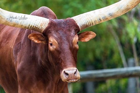Ankole Cattle African Ankole Cattle  Bos primigenius taurus,Cattle,Fall,Geotagged,United States