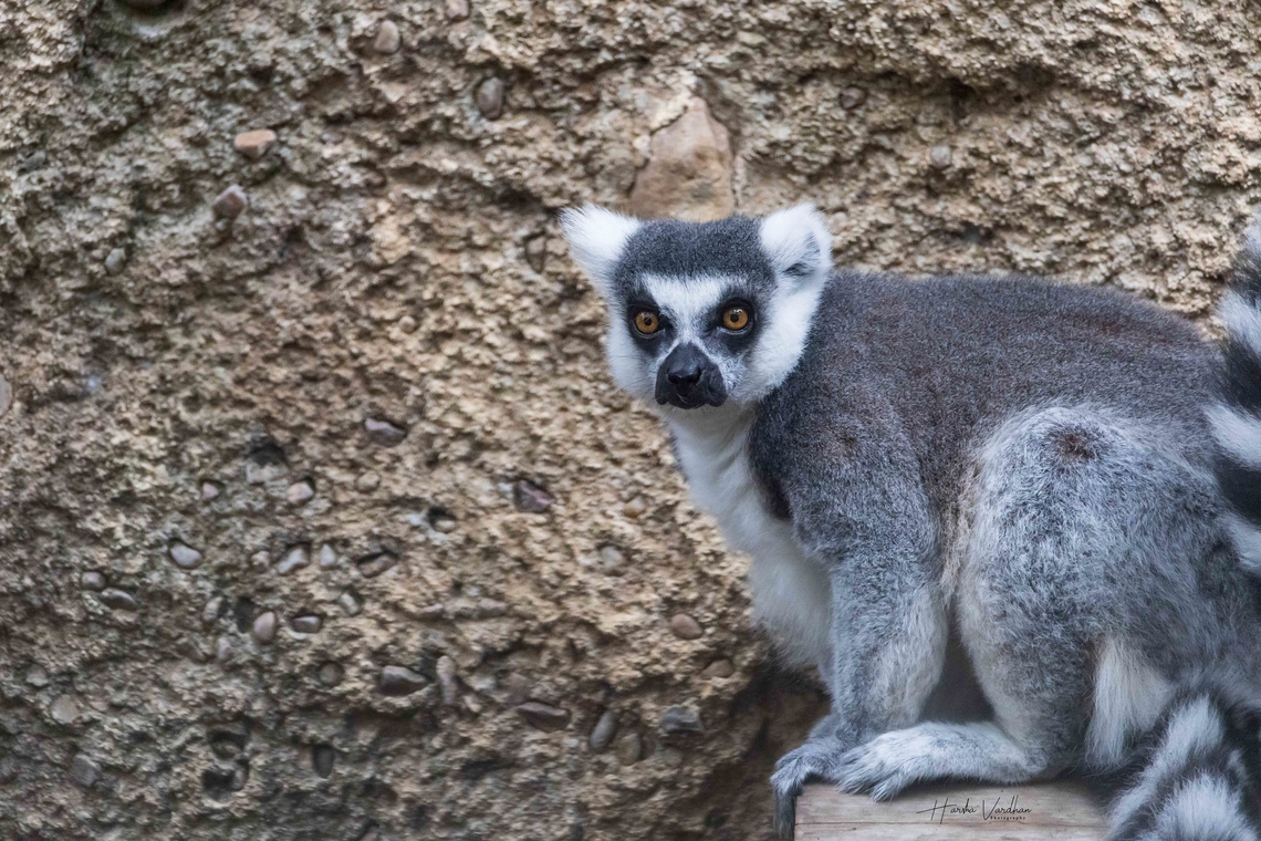 ring tailed lemur -  Fall,Geotagged,Lemur catta,Ring-tailed lemur,United States