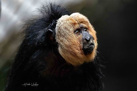 White-faced Saki -  Pithecia pithecia . called the Guianan saki and the golden-faced saki,  Fall,Geotagged,Pithecia pithecia,United States,White-faced saki