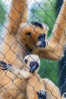 "Mom, I want to get away from this cage. I want to see the woods." "I do not belong here."  Fall,Geotagged,Nomascus leucogenys,Northern white-cheeked gibbon,United States