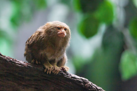 A little pygmy marmoset (Cebuella pygmaea) in the Houston Zoo, Texas, USA  Cebuella pygmaea,Geotagged,Pygmy marmoset,United States,Winter