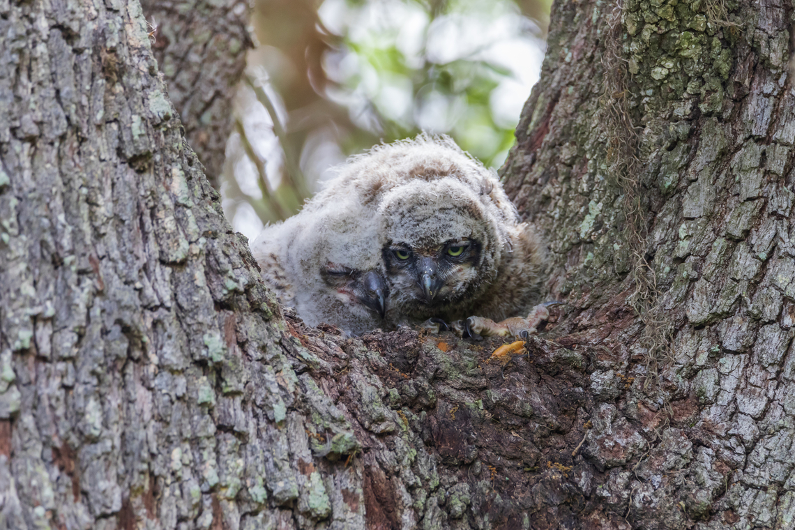 Baby Great Horned Owl  Bubo virginianus,Geotagged,Great Horned Owl,Spring,United States