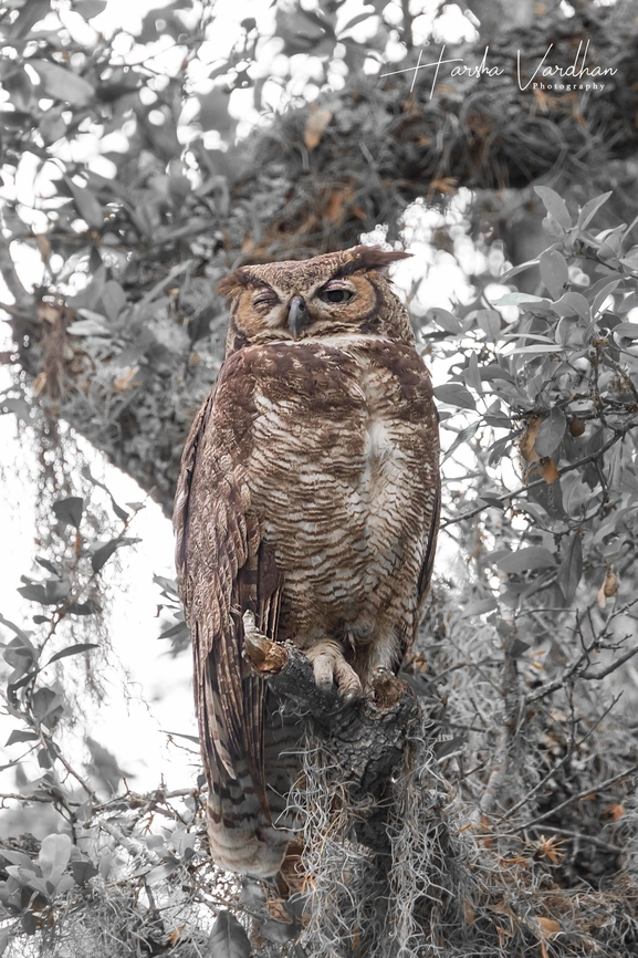 Great Horned Owl  Bubo virginianus,Geotagged,Great Horned Owl,Spring,United States
