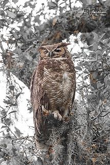 Great Horned Owl  Bubo virginianus,Geotagged,Great Horned Owl,Spring,United States