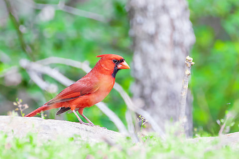 Northern Cardinal  Cardinalis cardinalis,Geotagged,Northern Cardinal,Spring,United States