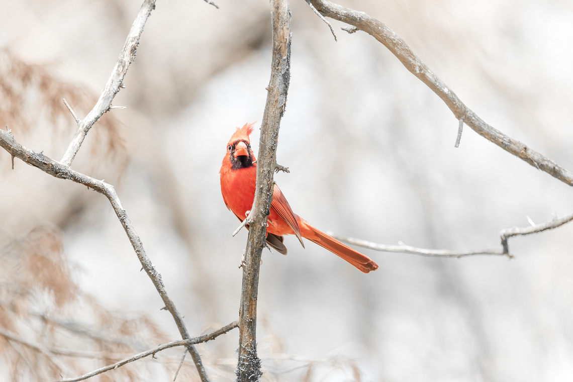 Northern Cardinal  Cardinalis cardinalis,Geotagged,Northern Cardinal,Spring,United States