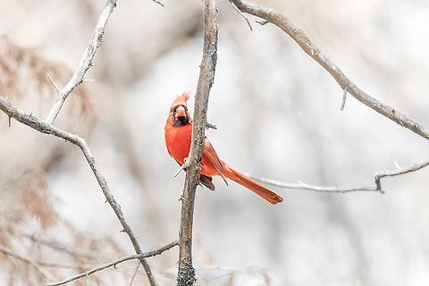 Northern Cardinal  Cardinalis cardinalis,Geotagged,Northern Cardinal,Spring,United States