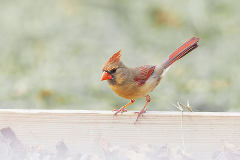 Northern Cardinal  Cardinalis cardinalis,Geotagged,Northern Cardinal,Spring,United States