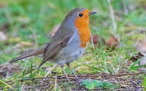 The European robin, known simply as the robin or robin redbreast. Scientific name: Erithacus rubecula The European robin, known simply as the robin or robin redbreast.
Scientific name: Erithacus rubecula Erithacus rubecula,European Robin,France,Geotagged,Robin,Winter,robin redbreast