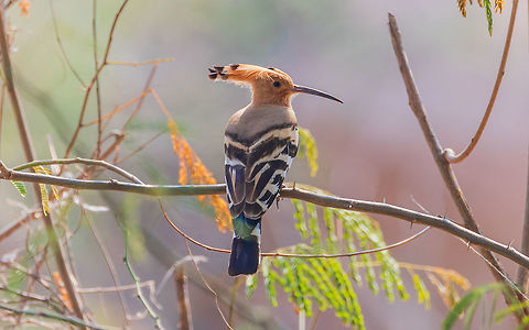 Hoopoe - Scientific name: Upupa- It has a pinkish-brown body, striking black and white wings, a long black downcurved bill, and a long pinkish-brown crest which it raises when excited. Geotagged,Hoopoe,India,Upupa epops,Winter