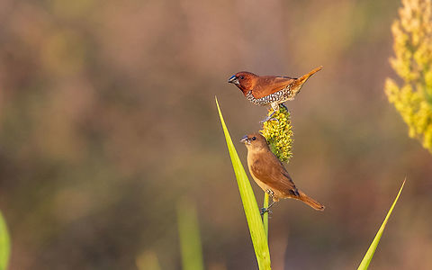 Scaly-breasted Munias breakfast time The scaly-breasted munia or spotted munia (Lonchura punctulata), known in the pet trade as nutmeg mannikin or spice finch, is a sparrow-sized estrildid finch native to tropical Asia.  Geotagged,India,Lonchura punctulata,Scaly-breasted Munia,Scaly-breasted munia,Winter,munia