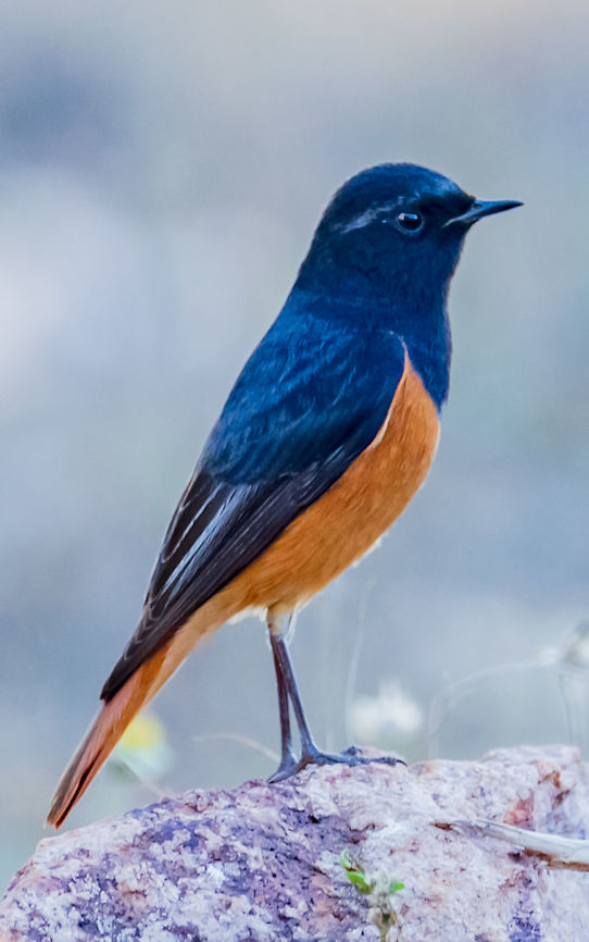 Black redstart Black redstart Also called as Tithy&#039;s redstart, blackstart and black redtail.<br />
Scientific Name: Phoenicurus ochruros Black Redstart,Common Redstart,Geotagged,India,Phoenicurus ochruros,Winter