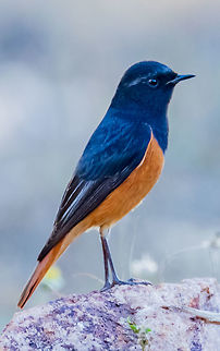 Black redstart Black redstart Also called as Tithy's redstart, blackstart and black redtail.
Scientific Name: Phoenicurus ochruros Black Redstart,Common Redstart,Geotagged,India,Phoenicurus ochruros,Winter