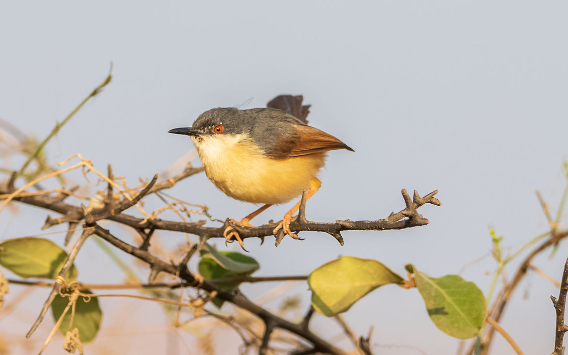 Ashy Prinia Ashy Prinia or ashy wren-warbler Scientific name: Prinia socialis  Ashy Prinia,Geotagged,India,Prinia socialis,Winter,india