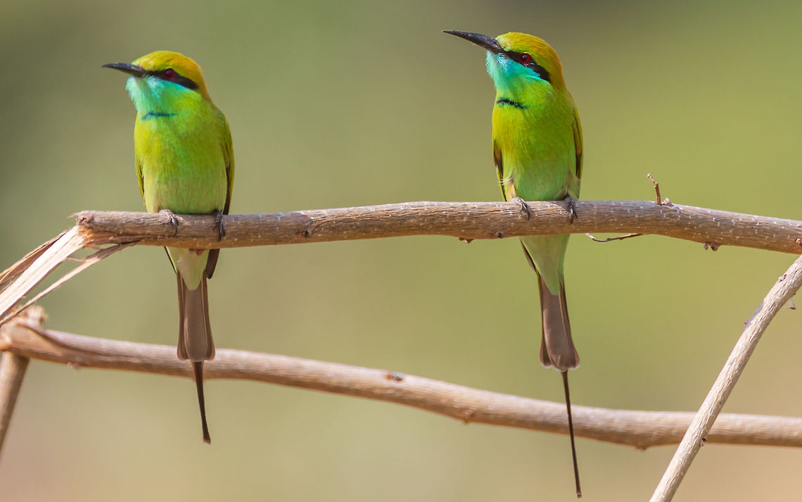 green bee eater couple in deep thinking mode green bee eater couple in deep thinking mode Fall,Geotagged,Green Bee-eater,Green bee-eater,India,Merops orientalis,couple,green bee eater
