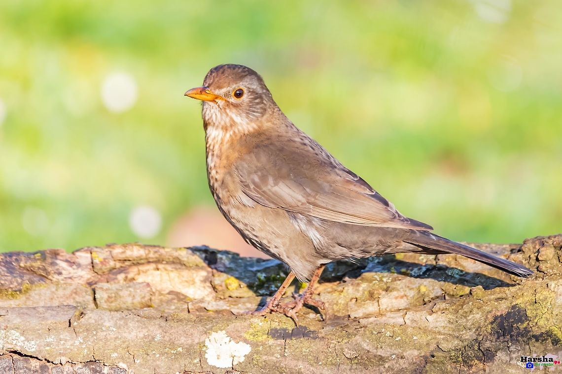 Common blackbird female Common blackbird female <br />
It is also called Eurasian blackbird.<br />
Scientific name: Turdus merula<br />
Kingdom: Animalia<br />
Family: Turdidae<br />
Black male in black color , female in rufous-brown color. Common Blackbird,Eurasian blackbird,France,Geotagged,Turdus Merula,Turdus merula