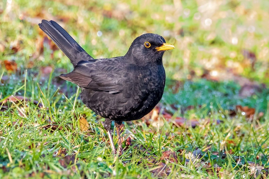 Common blackbird male searching for food Common blackbird male searching for food<br />
It is also called Eurasian blackbird.<br />
Scientific name: Turdus merula<br />
Kingdom: Animalia<br />
Family: Turdidae<br />
Black male in black color , female in rufous-brown color. Common Blackbird,Eurasian blackbird,France,Turdus Merula,Turdus merula