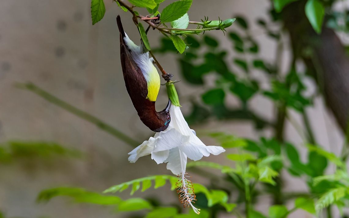 purple rumped sunbird male purple rumped Sunbird sipping nectar from White Hibiscus Flower<br />
<br />
Pic captured in my home garden Geotagged,India,Leptocoma zeylonica,Purple-rumped sunbird,nectar eater,purple rumped sunbird,sunbird