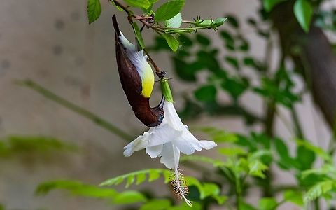 purple rumped sunbird male purple rumped Sunbird sipping nectar from White Hibiscus Flower

Pic captured in my home garden Geotagged,India,Leptocoma zeylonica,Purple-rumped sunbird,nectar eater,purple rumped sunbird,sunbird