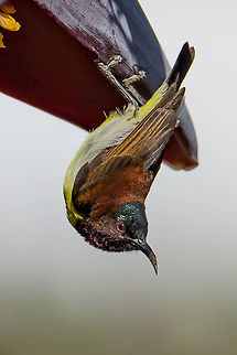 purple rumped sunbird doing Yoga purple rumped sunbird Geotagged,India,Leptocoma zeylonica,Purple-rumped Sunbird,Purple-rumped sunbird,Winter,purple rumped sunbird