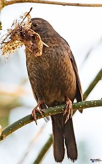 common Blackbird female is collecting things to construct home.  common Blackbird female is collecting things to construct home.
We are not like humans 
Humans always depend on others.
We never depend on others.
We travel ourselves, we collect food ourself etc...
We communicate each other without using any technology.
But humans they are trying to spoil us, with the name of technology.
Humans need to remember one thing.
Now, you people killing us by radiation and also by global warming.......
Get ready, soon that going to kill you too.

more about bird:


Common blackbird female 
It is also called Eurasian blackbird.
Scientific name: Turdus merula
Kingdom: Animalia
Family: Turdidae Common Blackbird,Eurasian blackbird,France,Geotagged,Turdus Merula,Turdus merula