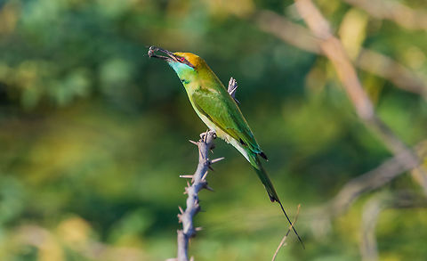 green-_bee-eater Green bee-eater
Green bee-eater while eating bee in green background. Geotagged,Green Bee-eater,Green bee-eater,India,Merops orientalis,green bee eater