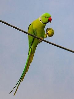 Rose-ringed parakeet break fast time Rose-ringed parakeet 
 (Psittacula krameri), also known as the ring-necked parakeet,  Geotagged,India,Psittacula krameri,Rose-ringed parakeet