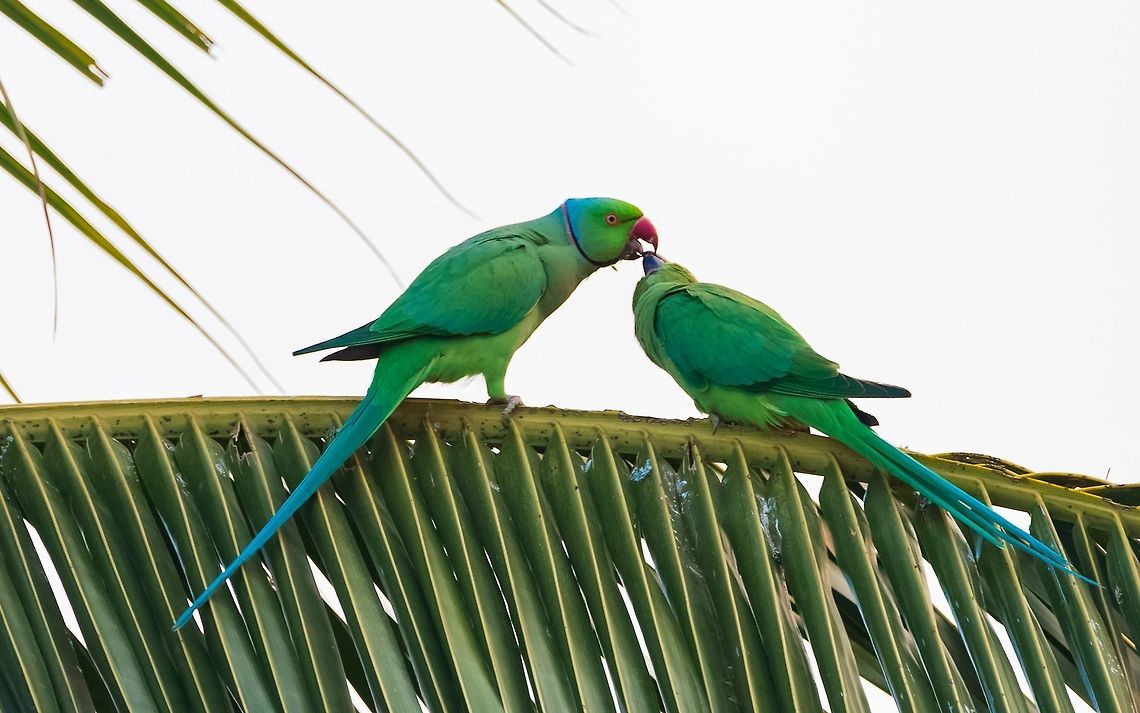 Rose-ringed parakeet  couple in deep love Rose-ringed parakeet <br />
(Psittacula krameri), also known as the ring-necked parakeet,<br />
<section class="video"><iframe width="448" height="282" src="https://www.youtube-nocookie.com/embed/08ayjOGU8-I?hd=1&autoplay=0&rel=0" frameborder="0" allowfullscreen></iframe></section> Geotagged,India,Psittacula krameri,Rose-ringed parakeet