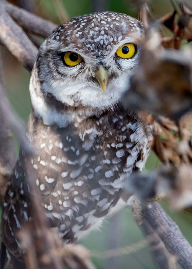 Spotted owlet looking at you Spotted owlet <br />
Scientific name: Athene brama Athene brama,Geotagged,India,Spotted Owlet,Spotted owlet
