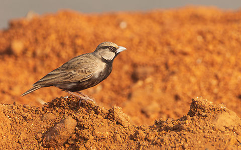 ashy crowned sparrow lark ashy crowned sparrow lark
Scientific name: Eremopterix griseus Ashy crowned sparrow lark,Eremopterix griseus,Geotagged,India