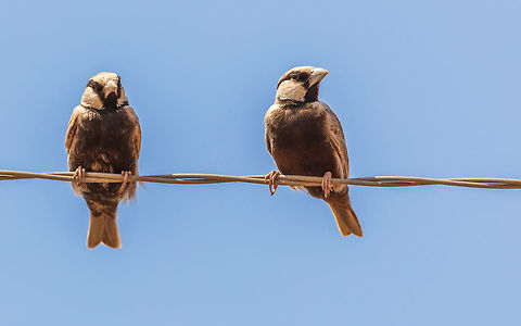 ashy crowned sparrow lark couple in deep thinking about this network issues (4G/5G) on birds. ashy crowned sparrow lark
Scientific name: Eremopterix griseus Ashy crowned sparrow lark,Eremopterix griseus,Geotagged,India