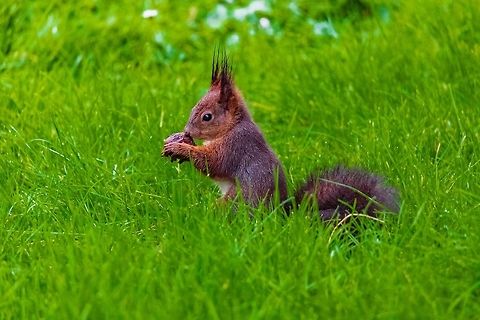 Red squirrel breakfast time Red squirrel
Sciurus vulgaris France,Geotagged,Red Squirrel,Red squirrel,Sciurus vulgaris