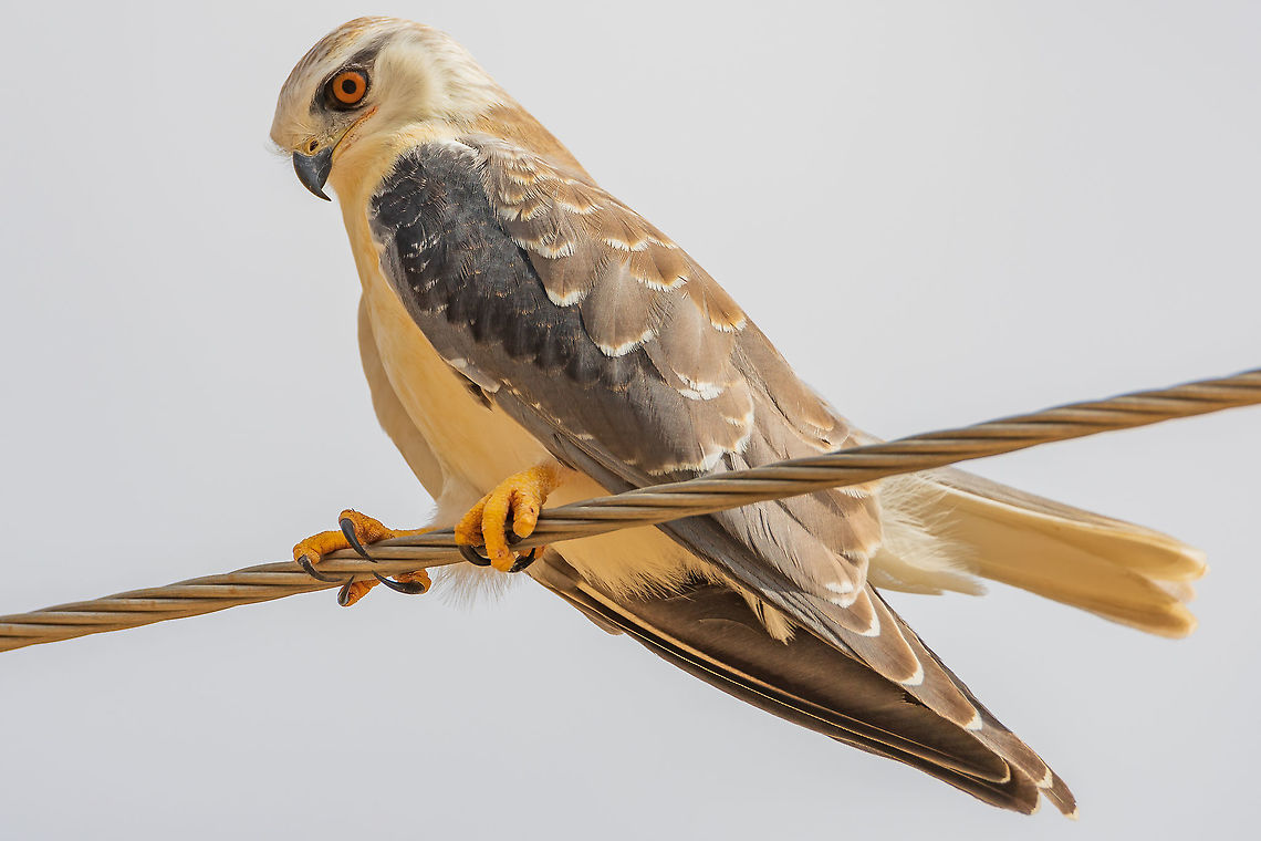 Black-winged Kite Black-winged Kite<br />
Scientific name: Elanus caeruleus Black-winged Kite,Elanus caeruleus,Fall,Geotagged,India,Kite