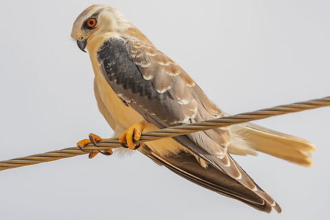 Black-winged Kite Black-winged Kite
Scientific name: Elanus caeruleus Black-winged Kite,Elanus caeruleus,Fall,Geotagged,India,Kite