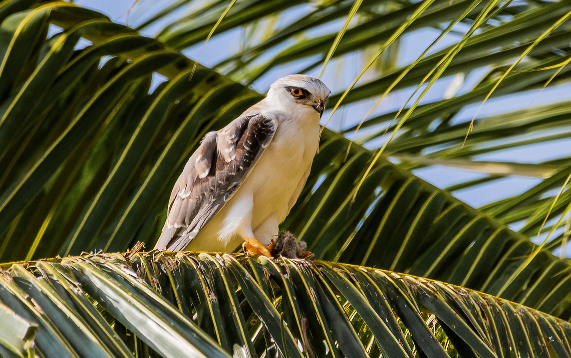 Black-winged Kite lunch time Black-winged Kite<br />
Scientific name: Elanus caeruleus Black-winged Kite,Elanus caeruleus,Fall,Geotagged,India