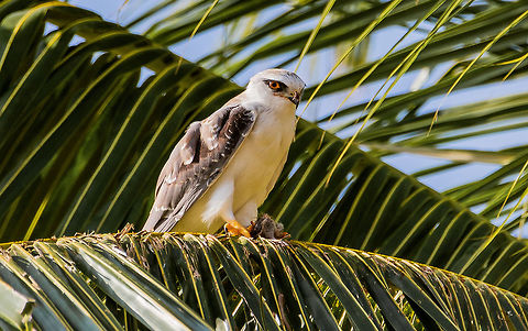 Black-winged Kite lunch time Black-winged Kite
Scientific name: Elanus caeruleus Black-winged Kite,Elanus caeruleus,Fall,Geotagged,India