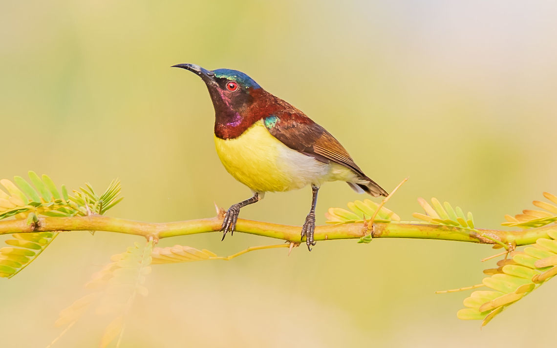 purple rumped sunbird early morning sunbath purple rumped sunbird<br />
Scientific name: Leptocoma zeylonica Fall,Geotagged,India,Leptocoma zeylonica,Purple-rumped Sunbird