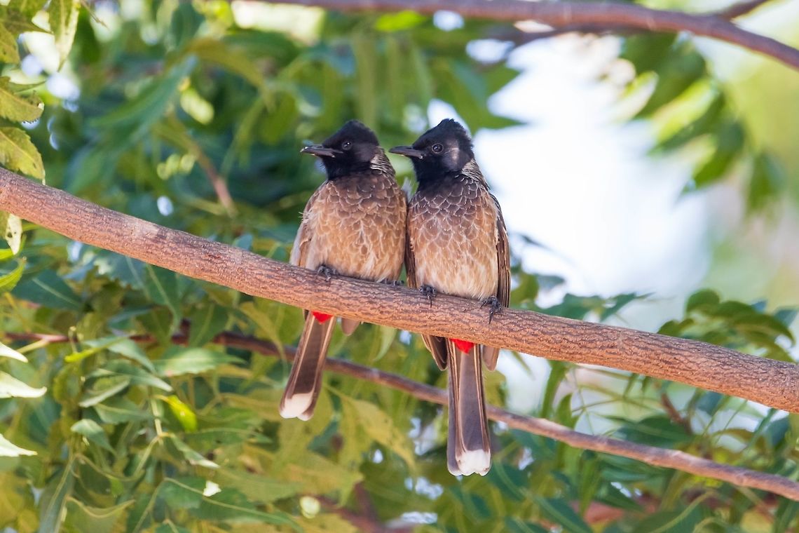 Red-vented_bulbul_-_couple Red vented bulbul<br />
Scientific name: Pycnonotus cafer Geotagged,India,Pycnonotus cafer,Red-vented Bulbul