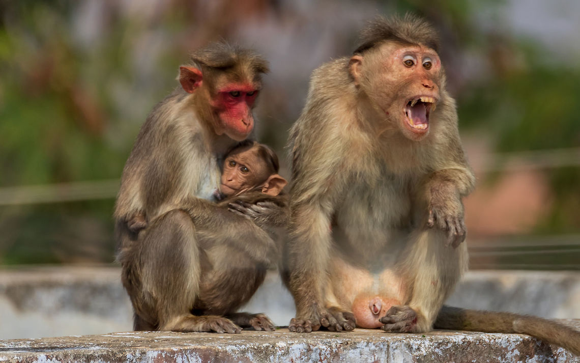 bonnet macaque family The bonnet macaque also known as zati (Macaca radiata) is a macaque endemic to southern India.<br />
In this picture one can observe kid -fear. Mother- caring . Father - protection. father monkey injured and also-handicapped. Hand injured. Bonnet macaque,Geotagged,India,Macaca radiata,Winter