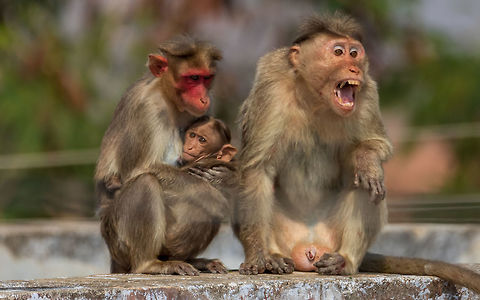bonnet macaque family The bonnet macaque also known as zati (Macaca radiata) is a macaque endemic to southern India.
In this picture one can observe kid -fear. Mother- caring . Father - protection. father monkey injured and also-handicapped. Hand injured. Bonnet macaque,Geotagged,India,Macaca radiata,Winter